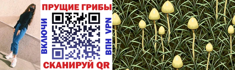 Галлюциногенные грибы мухоморы Северск